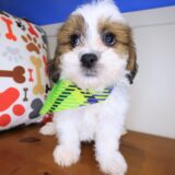 Pipp Teddy Bear 03