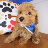 Posie Poodle 02