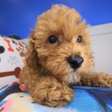 Posie Poodle 04