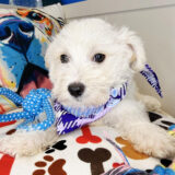 Prince Maltipoo 04