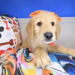 Queenie Golden Retriever 01 Queenie Golden Retriever 01