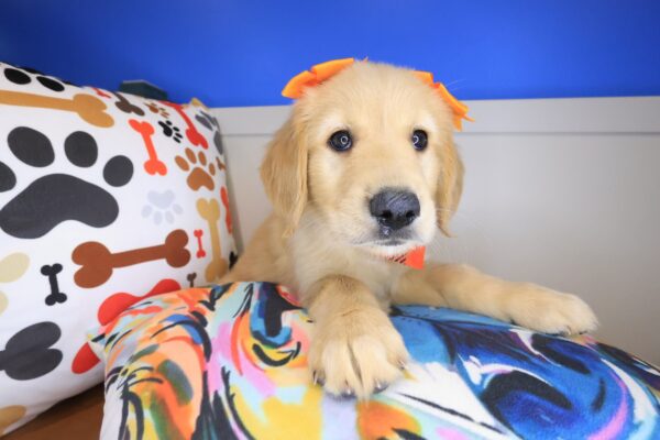 Queenie Golden Retriever 01