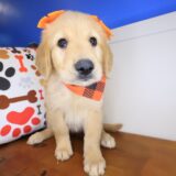 Queenie Golden Retriever 03