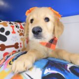 Queenie Golden Retriever 04