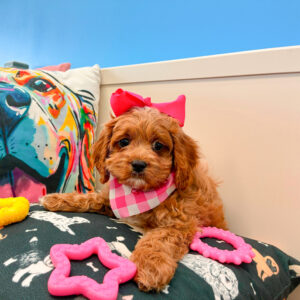 Quinn Cavapoo 01 Quinn Cavapoo 01