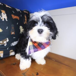 Quirk Havanese 01 Quirk Havanese 01