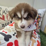Quixote Siberian Husky 02
