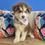 Quixote Siberian Husky 04