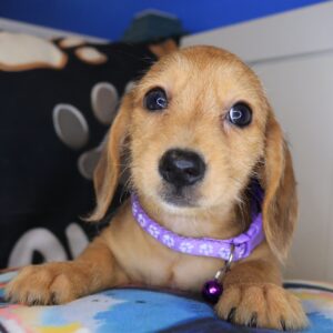 Raine Dachshund 01 Raine Dachshund 01