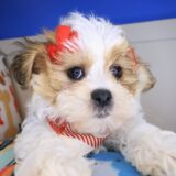 Raspberry Teddy Bear 01