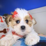 Raspberry Teddy Bear 03
