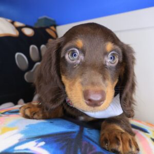 Ravi Dachshund 01 Ravi Dachshund 01