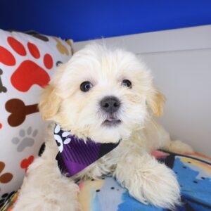 Remy Maltipoo 01 Remy Maltipoo 01