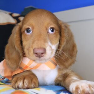Rhett Dachshund 01 Rhett Dachshund 01