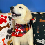 Rigatoni Golden Retriever 01
