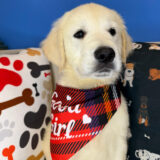 Rigatoni Golden Retriever 02