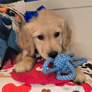 Ripley Golden Retriever 01 Ripley Golden Retriever 01