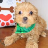 Rob Shih Tzu 01