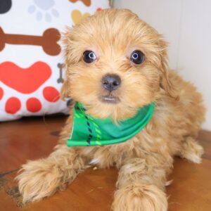 Rob Shih Tzu 01 Rob Shih Tzu 01