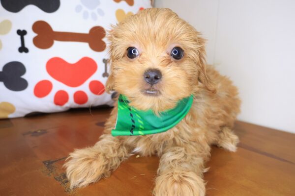 Rob Shih Tzu 01