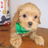 Rob Shih Tzu 02