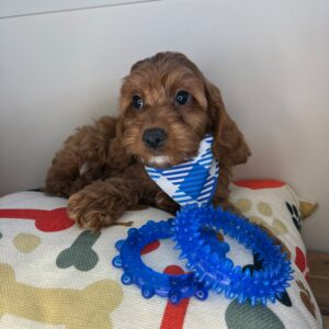 Rogue Cavapoo 01
