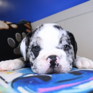 Roxi English Bulldog 01 Roxi English Bulldog 01