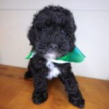 Rudy Poodle 01