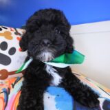 Rudy Poodle 03