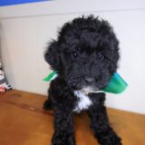 Rudy Poodle 04