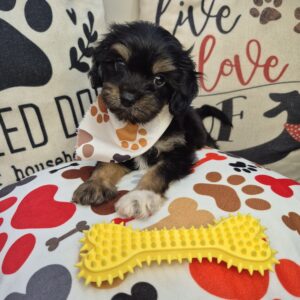 Ruffo Cavapoo 01