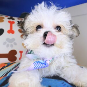 Savvy Morkie 01 Savvy Morkie 01