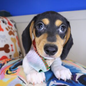 Sawyer Dachshund 01 Sawyer Dachshund 01