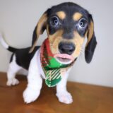 Sawyer Dachshund 02