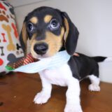 Sawyer Dachshund 03