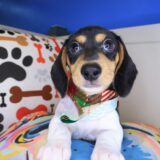 Sawyer Dachshund 04
