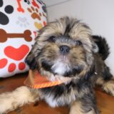 Shiloh Shih Tzu 01