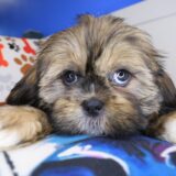 Shiloh Shih Tzu 02