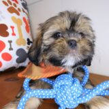 Shiloh Shih Tzu 03
