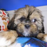 Shiloh Shih Tzu 04
