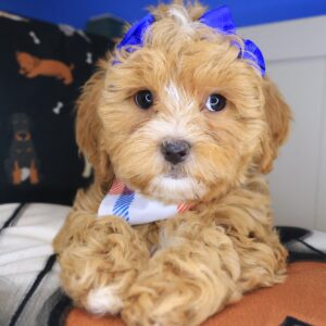 Sien Shihpoo 01 Sien Shihpoo 01
