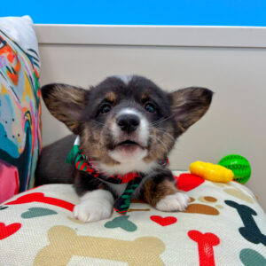 Slick American Corgi 01 Slick American Corgi 01