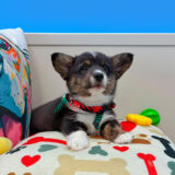 Slick American Corgi 02