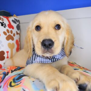 Soilder Golden Retriever 01 Soilder Golden Retriever 01