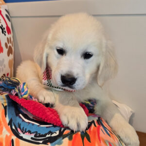Sooty Golden Retriever 01 Sooty Golden Retriever 01