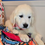 Sooty Golden Retriever 02