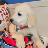 Sooty Golden Retriever 03