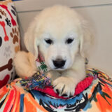 Sooty Golden Retriever 04