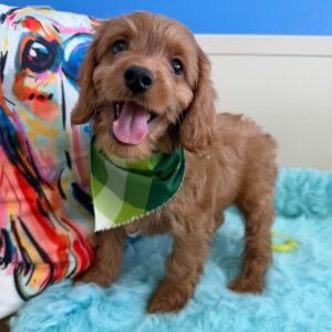 Sparrows Cavapoo 01 Sparrows Cavapoo 01