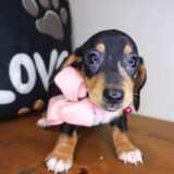 Starla Dachshund 02